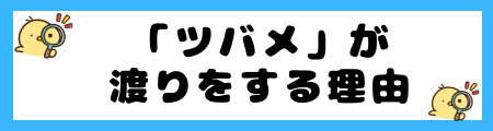 【ツバメ】渡りの理由:ルート、時期、そして生き抜くための戦略は?