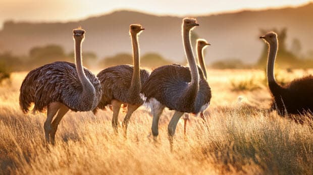 ダチョウの特異な生態と頭が悪いと言われる理由とは?行動事例で解説