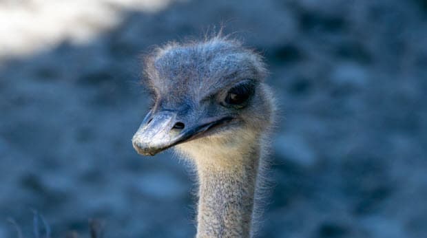 ダチョウの特異な生態と頭が悪いと言われる理由とは?行動事例で解説