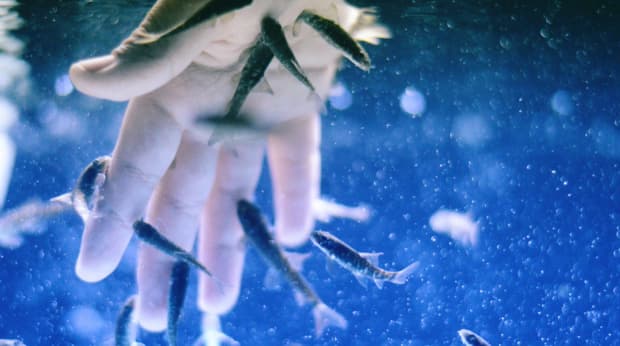 ドクターフィッシュで足の角質と臭いを解消できるのか詳しく解説