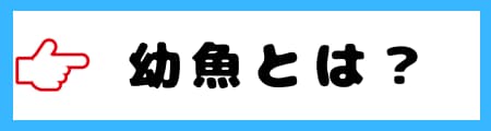「仔魚」「稚魚」「幼魚」の違いとは？初心者向けにわかりやすく解説！
